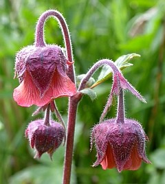 Water Avens - Geum rivale © Teresa Farino